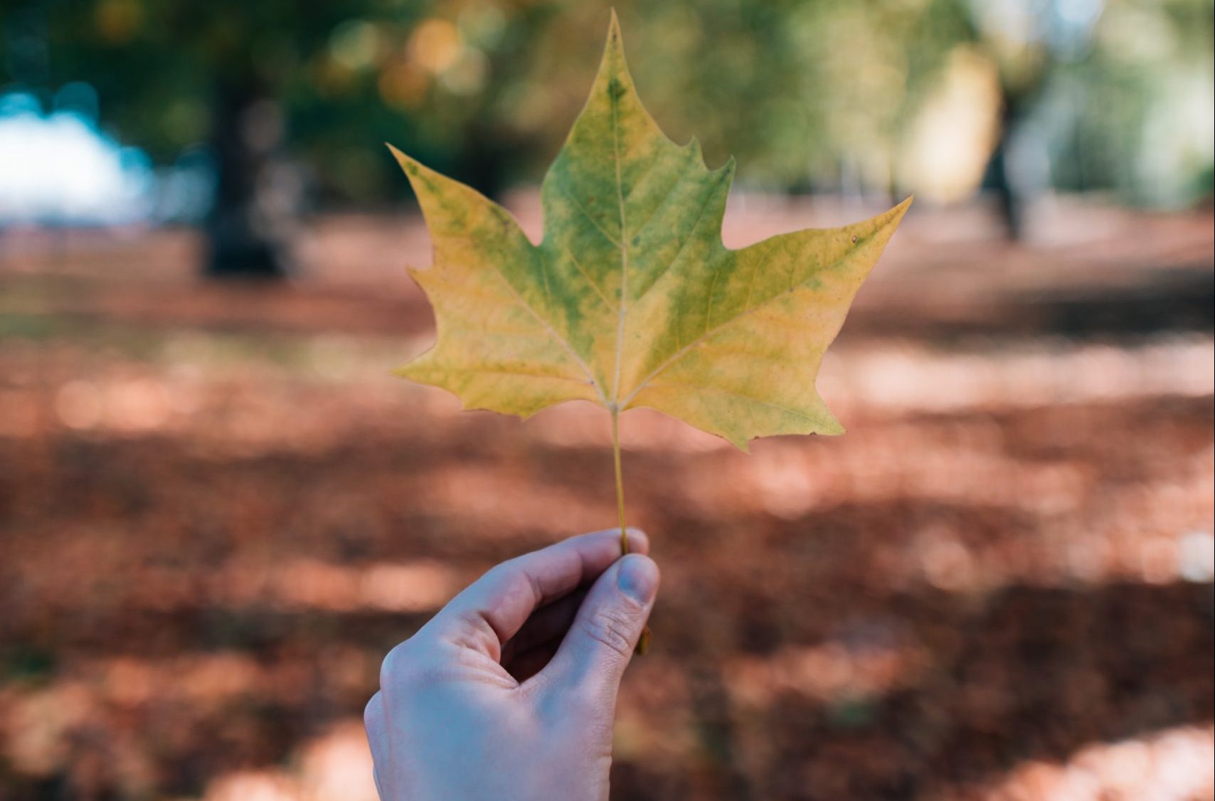 A white hand holding a yellow and green maple leaf in a maple tree grove