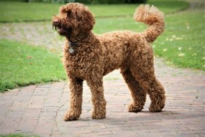 Photo of a golden doodle dog standing outside and looking attentive.