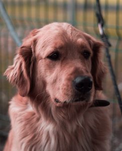 Photograph of the face of a golden retriever dog looking intenting at something in the distance