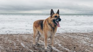 Photo of a large german shepherd dog standing on a beach.