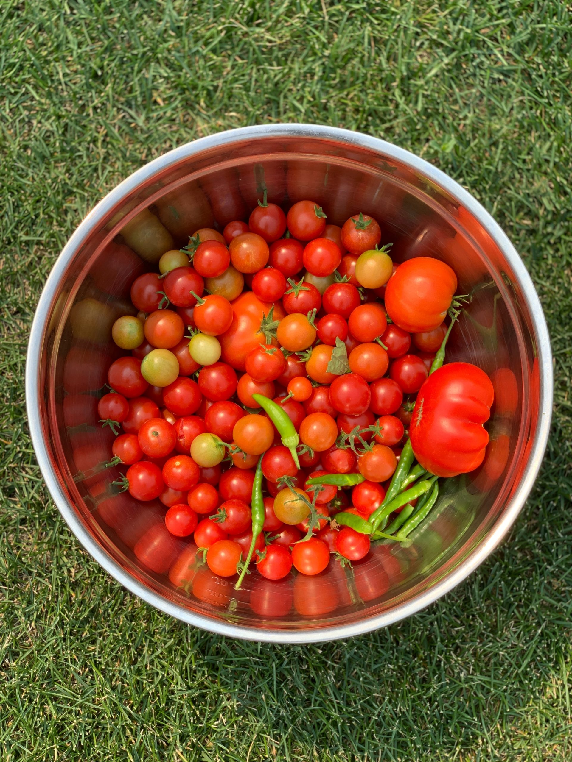 A bowl containing a variety of different sized homegrown tomatoes.