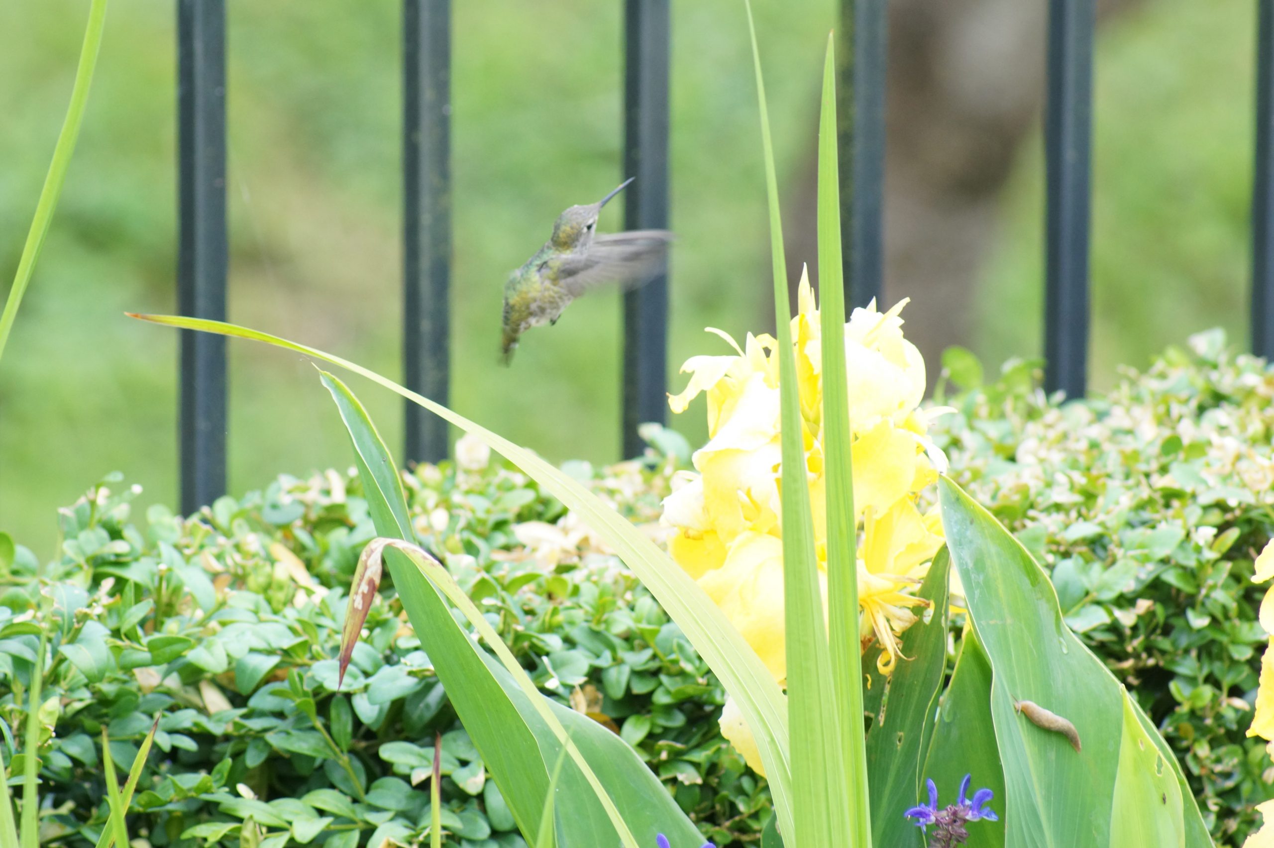 Photograph of a hummingbird hovering of a calla lily for nectar.