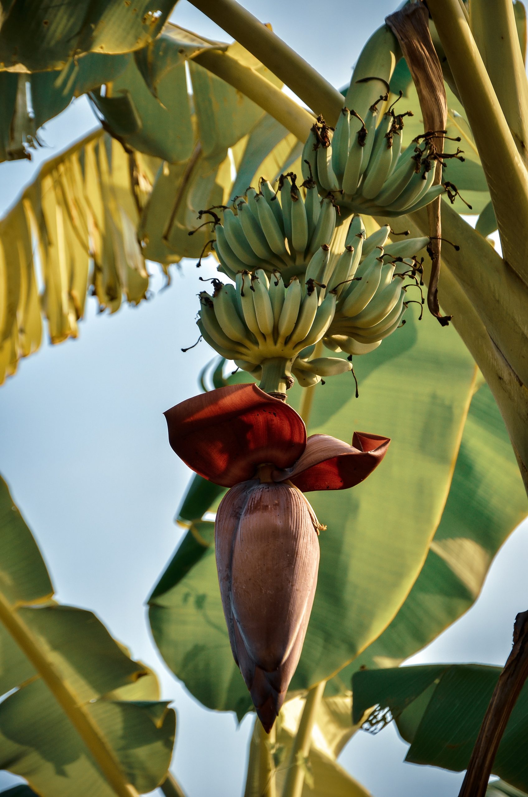 Bananas growing on a large banana tree surrounding by full leaves.