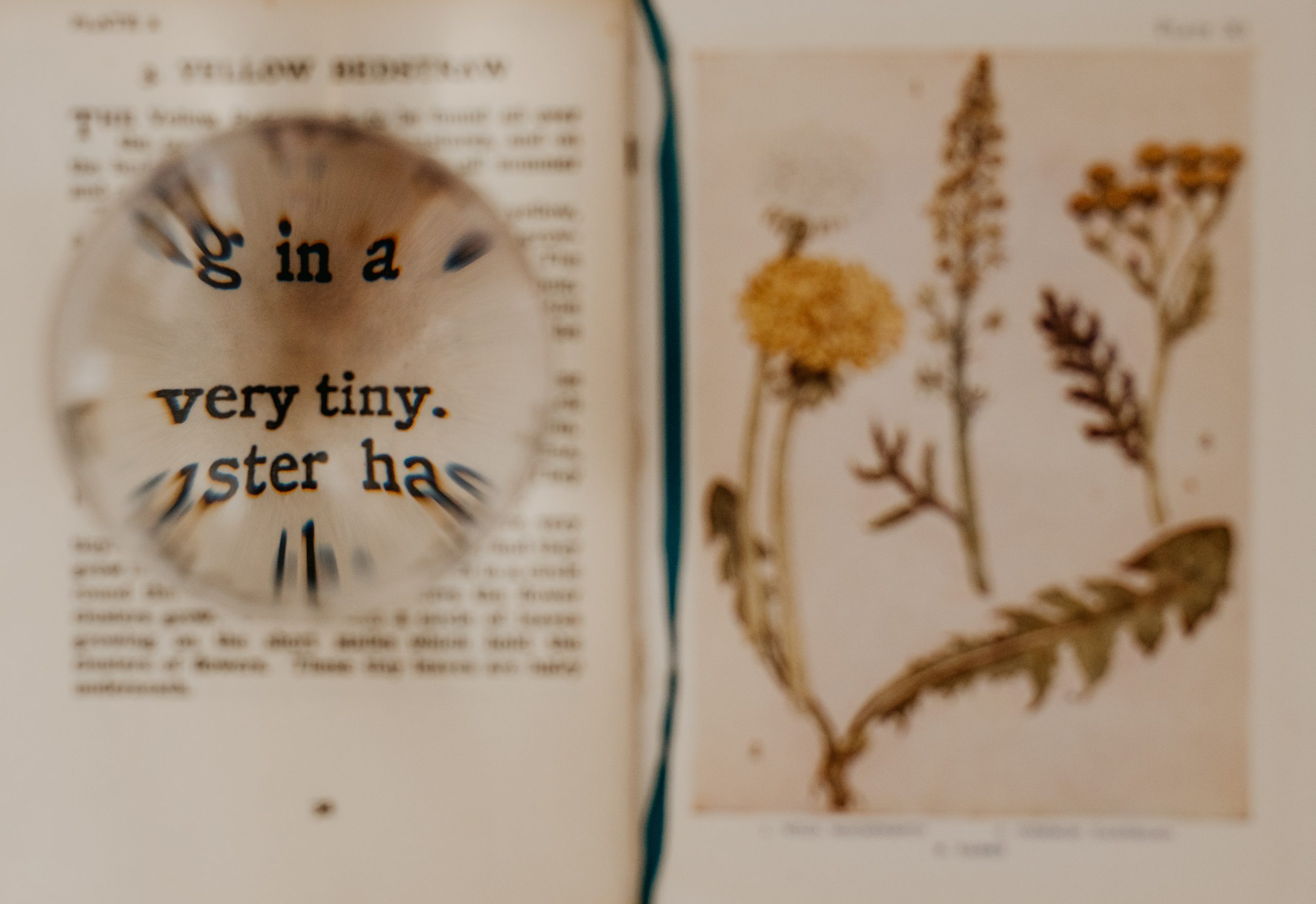 Image of a magnifying glass held over an open page in a book causing the words "very tiny" to appear larger than the rest of the test. Opposite page of book features sketches of wild flowers.