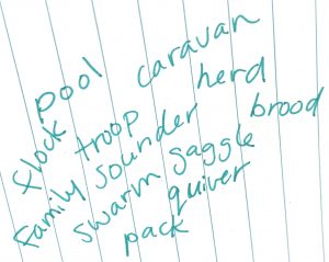 "A rule white sheet of paper with the following words handwritten on it: pool, flock, troop, caravan, herd, family, sounder, brood, swarm, gaggle, quiver, pack."