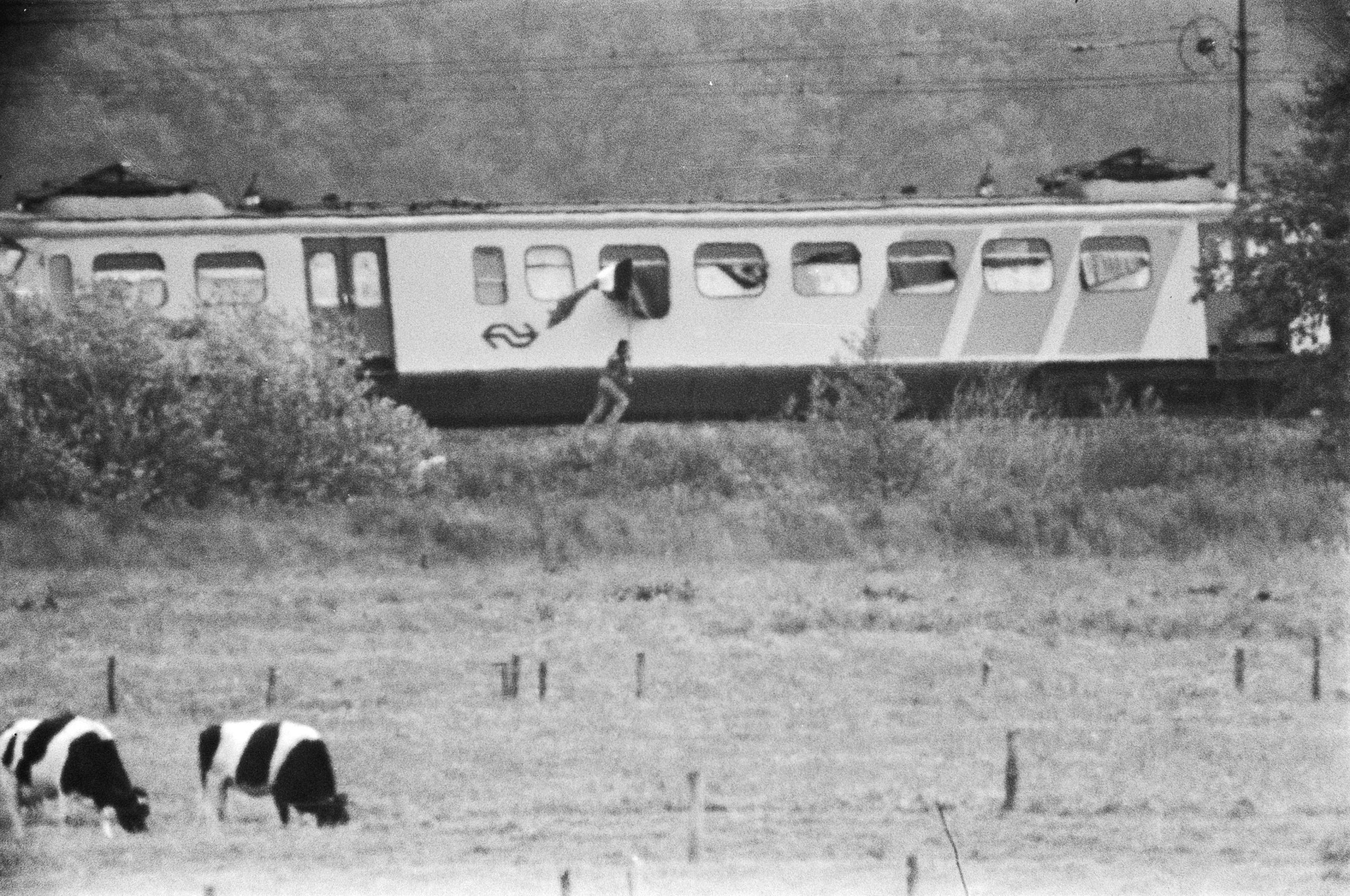 Train tipped sideways behind a cattle farm, one person standing outside the train holding a flag.