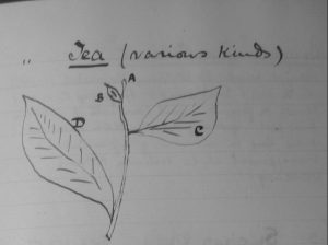 Sketch of tea leaves depicting 4 leaves of various sizes.