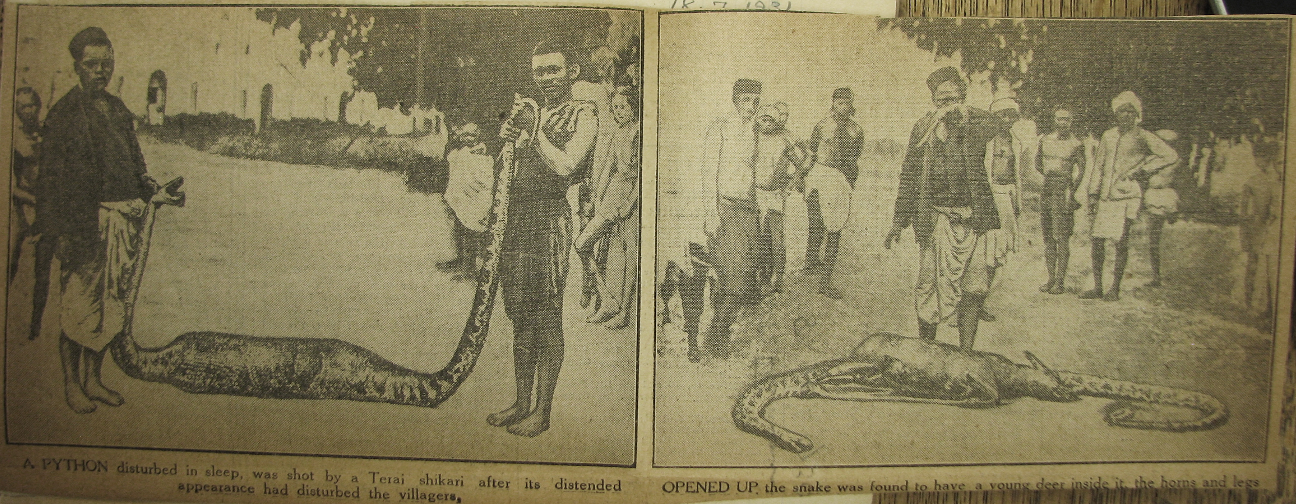 Two photographs, show snake being cut open to release prey.
