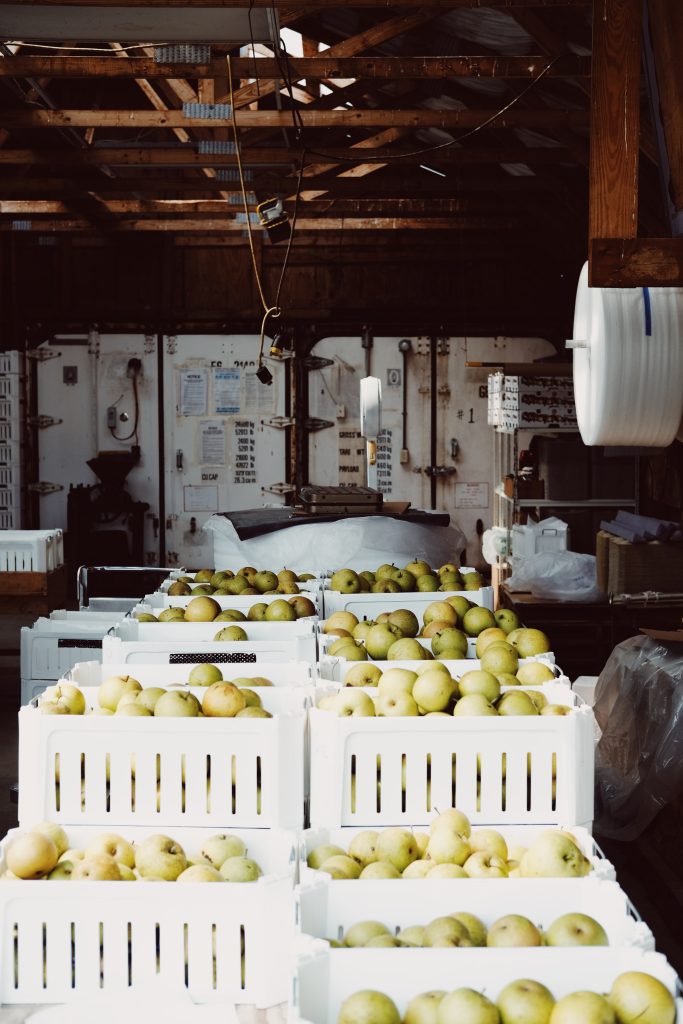 Apples in white crates sitting on a conveyor belt