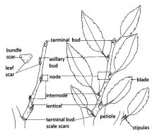 Introduction to Plant Morphology – Red Seal Landscape Horticulturist ...