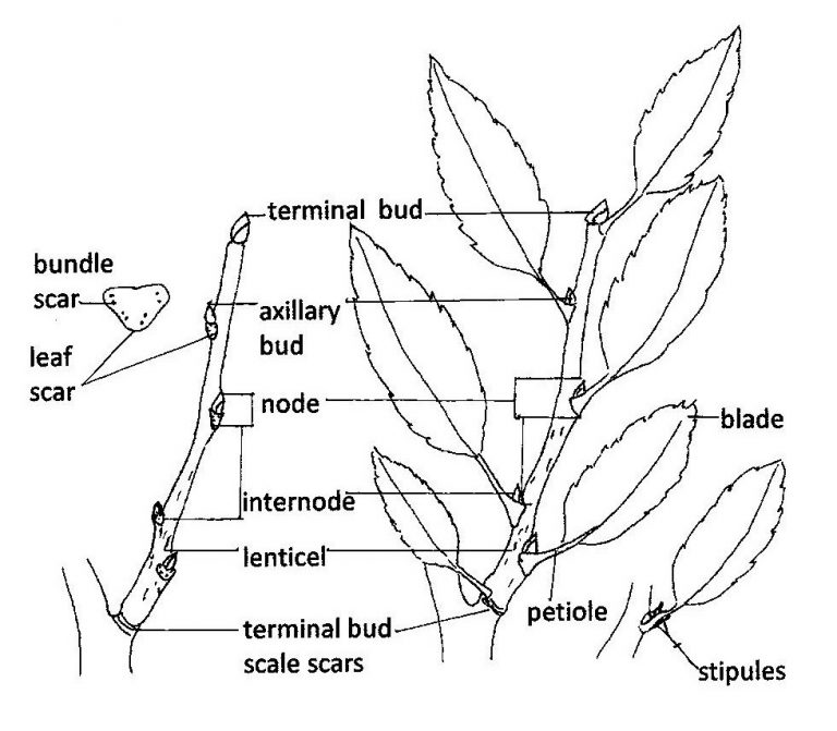 Introduction to Plant Morphology Red Seal Landscape Horticulturist Identify Plants and Plant