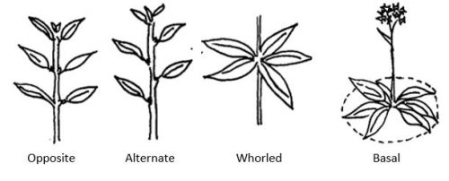 Common types of leaf arrangement with terms below features: opposite, alternate, whorled, basal
