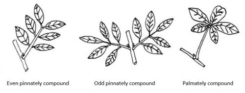 Types of compound leaves with terms below features: even pinnately compound, odd pinnately compound, palmately compound