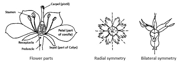 Flower parts (stamen, carpel (pistil), petal (part of corolla), receptacle, peduncle, sepal (part of calyx) and symmetry (radial symmetry, bilateral symmetry)