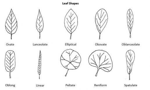 Leaf morphology chart with narrow to broad examples: ovate, lanceolate, elliptical, obovate, oblanceolate, oblong, linear, peltate, reniform, spatulate