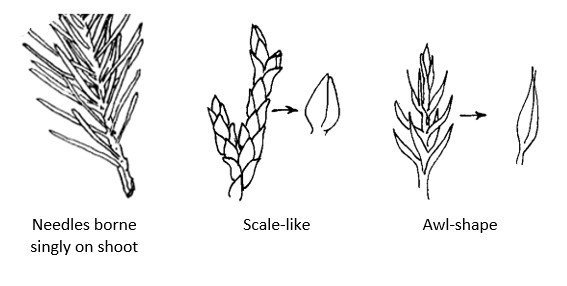 Types of conifer leaves with terms below: needles borne singly on shoot, scale-like, awl-shape