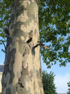 Bark of Platanus x acerifolia (London plane tree)