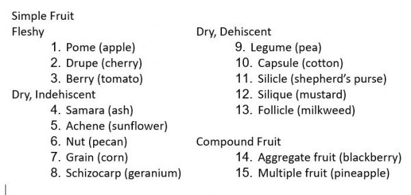 Key to fruit types with numbered terms. Simple Fruit - Fleshy: 1. Pome (apple), 2. Drupe (cherry), 3. Berry (tomato). Dry, indehiscent: 4. Samara (ash), 5. Achene (sunflower), 6. Nut (pecan), 7. Grain (corn), 8. Schizocarp (geranium). Dry, dehiscent: 9. Legume (pea), 10. Capsule (cotton), 11. Silicle (shepherd's purse), 12. Silique (mustard), 13. Follicle (milkweed). Compound fruit: 14. Aggregate fruit (blackberry), 15. Multiple fruit (pineapple)