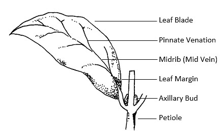 Line drawing of external features of a simple leaf, with terms next to features
