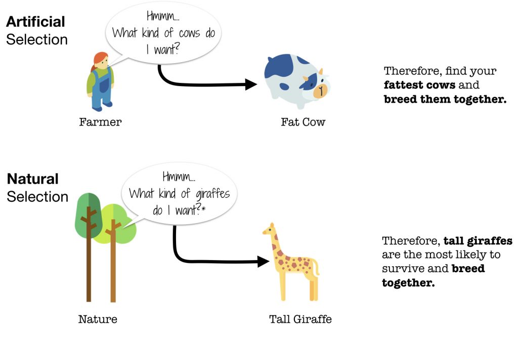 Visual Analogy of Artificial vs. Natural Selection