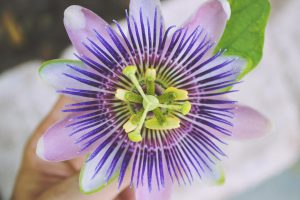 Aufnahme einer violetten Blume mit gelben Staubgefäßen