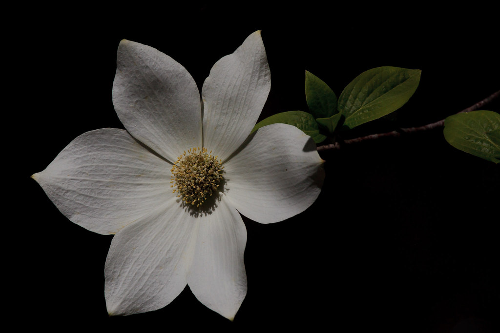"Romancing the dogwoods." by Joe Dsilva is licensed under CC BY-NC-SA 2.0
